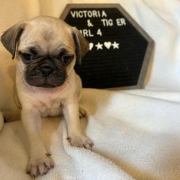 Girl 4 - Fawn female Pug puppy in Norborne, Missouri from Pug Palace