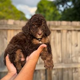 Tahoe (Red Collar) - Tri-color male Bernedoodle puppy in Palmetto Bay, Florida from SOMIDOODLES