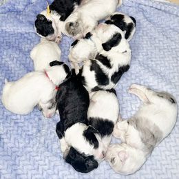 Assorted Doodle Crosses, Goldendoodle, and Sheepadoodle Puppies from Novadoodles801