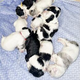 Assorted Doodle Crosses, Goldendoodle, and Sheepadoodle Puppies from Novadoodles801