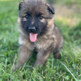 Ambrosia - Sable female German Shepherd puppy in Oakland, Oregon from VHM German Shepherds
