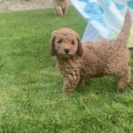 Goldendoodle Puppies from Aimee Schamback