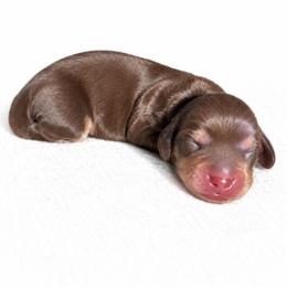 Dobbey - Chocolate and cream male Dachshund puppy in Tampa, Florida from Crosbys Doxies