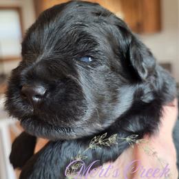 Griff - Black male Miniature Schnauzer puppy in Crestview, Florida from Mert's Creek Miniature Schnauzers