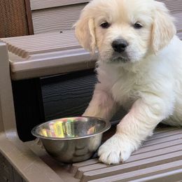 Golden Retrievers from Golden Retrievers of GwynEira