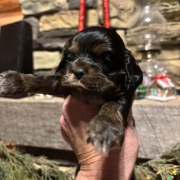 Girl 1 - Black and tan female Cocker Spaniel puppy in Sautee Nacoochee, Georgia from Candy's Cockers