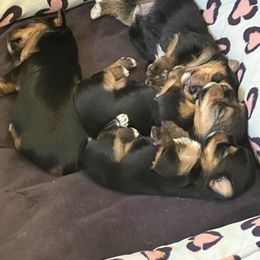 Yorkshire Terrier Puppies from Sassypaws