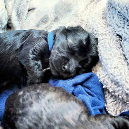 Havapoo Puppies from BAK Home Pups