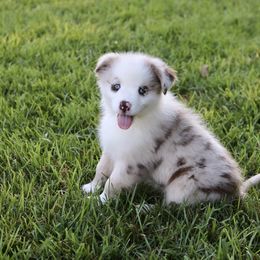Boy 3 - Miniature Australian Shepherd puppy in Florida from J7 Miniature Australian Shepherds