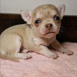 Luke 3750.00 - Merle male Chihuahua puppy in Callao, Virginia from Grace & Glory Chihuahuas