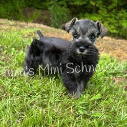 Boy 2 - Salt and pepper male Miniature Schnauzer puppy in Kentucky from Tyra's Mini Schnauzers