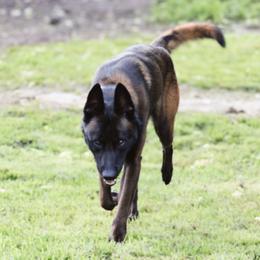 Vidarr - Mahogany male Belgian Malinois puppy in Trenton, Georgia from Laeknir K9
