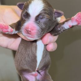 Sully - Red tri male Miniature Australian Shepherd puppy in Patterson, North Carolina from DreamLine Aussies