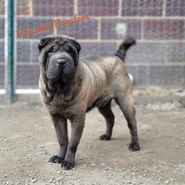 Smoosh - Chinese Shar-Pei