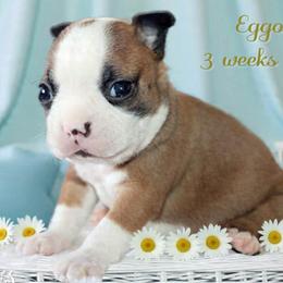 Boy 2-Eggo - Seal and white male Boston Terrier puppy in North Central, Vermont from Windy Valley’s Bostons