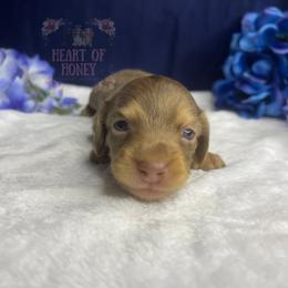 Eleven (Ellie) - Dapple female Dachshund puppy in Cascade, Virginia from Heart of Honey Miniature Dachshunds