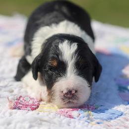 Fergus - Tri-color male Bernedoodle puppy in Lowry City, Missouri from Cooper Creek Puppies