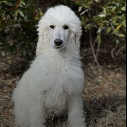 Poodles from Elizabeth's Poodles