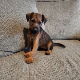 Annie - Red female Irish Terrier puppy in Splendora, Texas from Cloverdell Irish