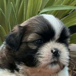Huckleberry(Huck) - Red and white male Shih Tzu puppy in North Carolina from WillowCreek Mountain View Shih Tzu