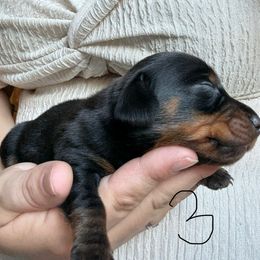 Boy - Black and tan male Dachshund puppy in Canastota, New York from Diamond Dachshunds