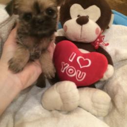 Bernese Mountain Dog and Brussels Griffon Puppies from Brooks Berner Bears
