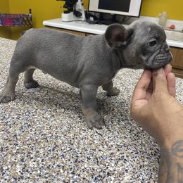 French Bulldog Puppies from Silver Spoon French Bulldogs
