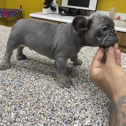 French Bulldog Puppies from Silver Spoon French Bulldogs