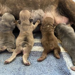 French Bulldog puppies from Boone county frenchies