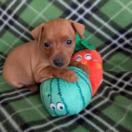 Unnamed at this time - Red male Miniature Pinscher puppy in Little River, South Carolina from Cheristar
