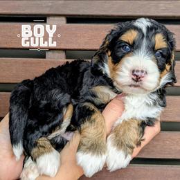 Gull - Tri-color male Bernedoodle puppy in Cambridge, Minnesota from Country Meadow Doodles