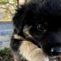 Australian Shepherds, Miniature American Shepherds, Miniature Australian Shepherds, and Toy Australian Shepherds from V5 Aussies