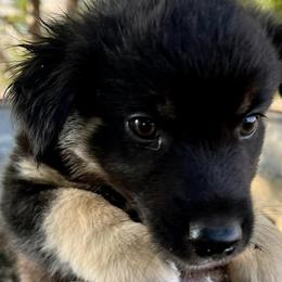 Australian Shepherds, Miniature American Shepherds, Miniature Australian Shepherds, and Toy Australian Shepherds from V5 Aussies