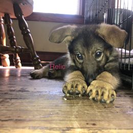 Girl 6 - German Shepherd puppy in Crown Point, Indiana from Nordwolfe