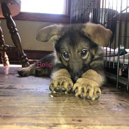 Girl 6 - German Shepherd puppy in Crown Point, Indiana from Nordwolfe
