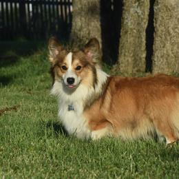 Simba - Pembroke Welsh Corgi