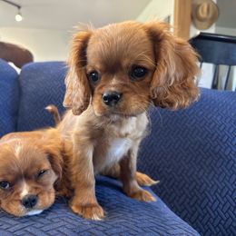 Cavalier King Charles Spaniel Puppies from FairHawk Downs