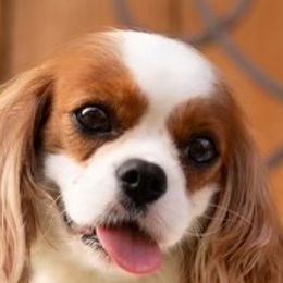 Annabelle  - Cavalier King Charles Spaniel
