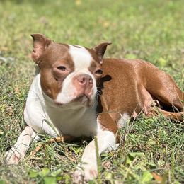 Kahlua - Boston Terrier