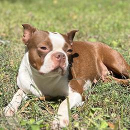 Kahlua - Boston Terrier