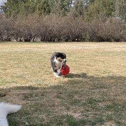 Australian Shepherd and Miniature American Shepherd Puppies from Alolan Angel Aussies