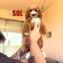 Sol - Male - Red male Bernedoodle puppy in Peoria, Arizona from Wroth's Pawsibilities