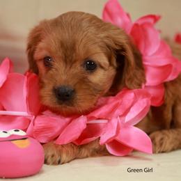 Green Girl Cavadoodle - Red female Assorted Doodle Crosses puppy in Colonial Beach, Virginia from Bristol Mine Kennels