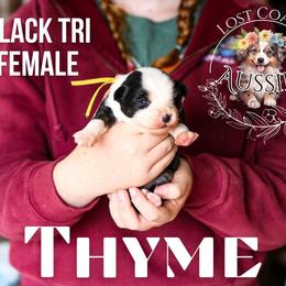 Thyme - Black tri female Miniature American Shepherd puppy in Ferndale, California from Lost Coast Aussies