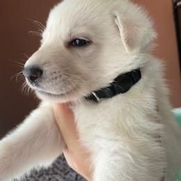 Girl 2 - White female German Shepherd puppy in Santa Rosa Valley, California from Diamond White German Shepherds