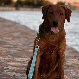 Rikka - Labrador Retriever