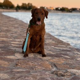 Rikka - Labrador Retriever