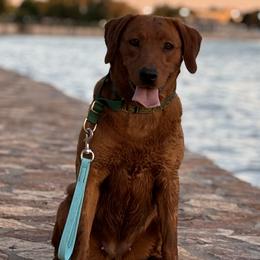 Rikka - Labrador Retriever