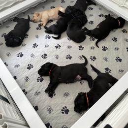 Labrador Retriever Puppies from Meadow Pond Retrievers