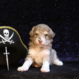 Acorn - Red merle male Aussiedoodle puppy in Springfield, Missouri from Aspen River Doodles